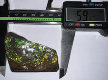 Load image into Gallery viewer, Ammolite Ammonite Gem Stone from Alberta 2.3 Inches
