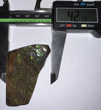 Load image into Gallery viewer, Ammolite Ammonite Gem Stone from Alberta 2.3 Inches
