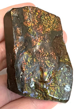 Load image into Gallery viewer, Ammolite Ammonite Gem Stone from Alberta 2.5 Inches
