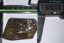 Load image into Gallery viewer, Ammolite Ammonite Gem Stone from Alberta 2.5 Inches

