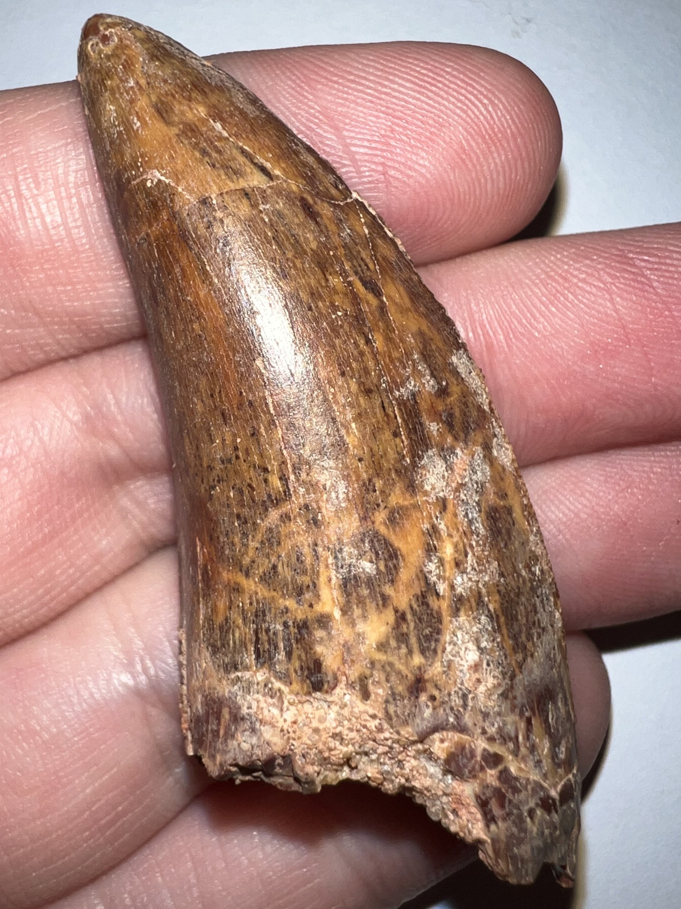 Large Carcharodontosaur Tooth 2.34 Inches