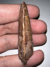 Load image into Gallery viewer, Large Carcharodontosaur Tooth 2.34 Inches
