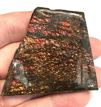 Load image into Gallery viewer, Ammolite Ammonite Gem Stone from Alberta 2.35 Inches
