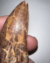 Load image into Gallery viewer, Large Carcharodontosaur Tooth 2.34 Inches
