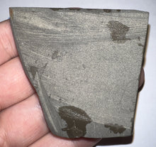 Load image into Gallery viewer, Ammolite Ammonite Gem Stone from Alberta 2.35 Inches
