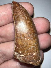 Load image into Gallery viewer, Large Carcharodontosaur Tooth 2.04 Inches
