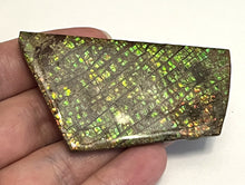 Load image into Gallery viewer, Ammolite Ammonite Gem Stone from Alberta 2.75 Inches
