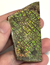 Load image into Gallery viewer, Ammolite Ammonite Gem Stone from Alberta 2.75 Inches
