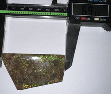 Load image into Gallery viewer, Ammolite Ammonite Gem Stone from Alberta 2.75 Inches
