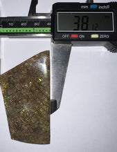 Load image into Gallery viewer, Ammolite Ammonite Gem Stone from Alberta 2.75 Inches
