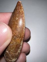 Load image into Gallery viewer, Large Carcharodontosaur Tooth 2.04 Inches
