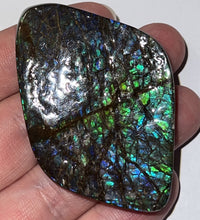 Load image into Gallery viewer, Ammolite Ammonite Gem Stone from Alberta 2.5 Inches
