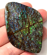 Load image into Gallery viewer, Ammolite Ammonite Gem Stone from Alberta 2.5 Inches

