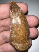 Load image into Gallery viewer, Large Carcharodontosaur Fossil Tooth 2.18 Inches
