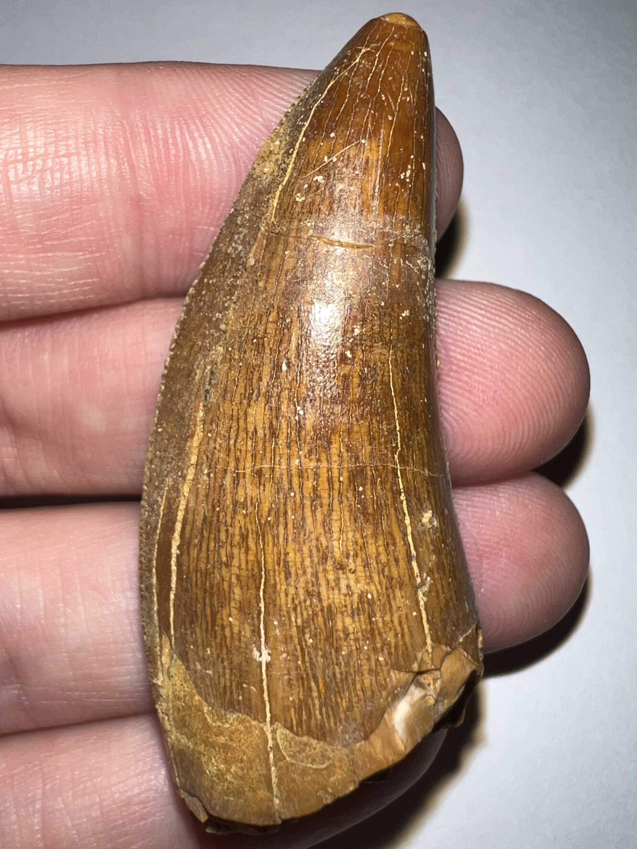 Large Carcharodontosaur Fossil Tooth 2.18 Inches