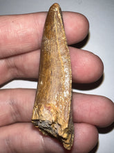 Load image into Gallery viewer, Large Carcharodontosaur Fossil Tooth 2.18 Inches
