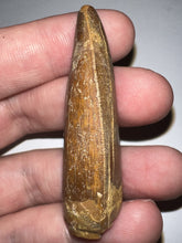 Load image into Gallery viewer, Large Carcharodontosaur Fossil Tooth 2.18 Inches
