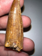 Load image into Gallery viewer, Large Carcharodontosaur Fossil Tooth 2.18 Inches
