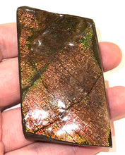 Load image into Gallery viewer, Ammolite Ammonite Gem Stone from Alberta 3 Inches
