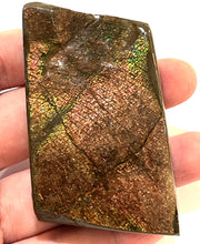 Load image into Gallery viewer, Ammolite Ammonite Gem Stone from Alberta 3 Inches
