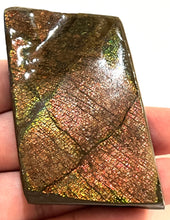 Load image into Gallery viewer, Ammolite Ammonite Gem Stone from Alberta 3 Inches
