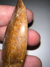 Load image into Gallery viewer, Large Carcharodontosaur Fossil Tooth 2.18 Inches
