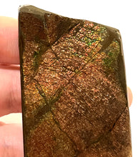 Load image into Gallery viewer, Ammolite Ammonite Gem Stone from Alberta 3 Inches
