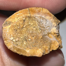 Load image into Gallery viewer, Large Carcharodontosaur Fossil Tooth 2.18 Inches
