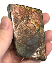 Load image into Gallery viewer, Ammolite Ammonite Gem Stone from Alberta 3 Inches
