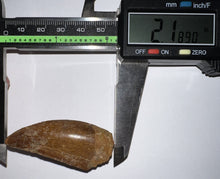 Load image into Gallery viewer, Large Carcharodontosaur Fossil Tooth 2.18 Inches
