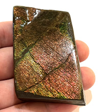 Load image into Gallery viewer, Ammolite Ammonite Gem Stone from Alberta 3 Inches
