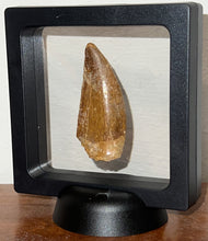 Load image into Gallery viewer, Large Carcharodontosaur Fossil Tooth 2.18 Inches
