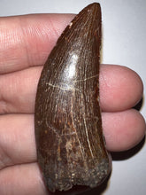 Load image into Gallery viewer, Large Carcharodontosaur Fossil Tooth 2.13 Inches No Repair
