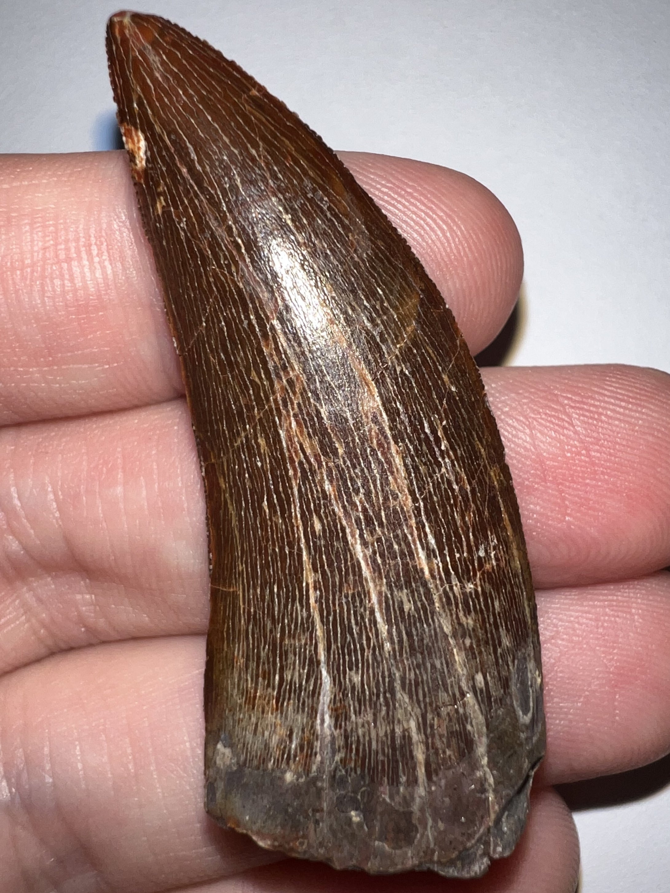 Large Carcharodontosaur Fossil Tooth 2.13 Inches No Repair