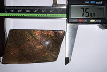 Load image into Gallery viewer, Ammolite Ammonite Gem Stone from Alberta 3 Inches
