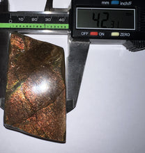 Load image into Gallery viewer, Ammolite Ammonite Gem Stone from Alberta 3 Inches
