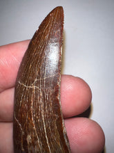 Load image into Gallery viewer, Large Carcharodontosaur Tooth 2.13 Inches No Repair
