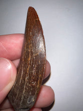 Load image into Gallery viewer, Large Carcharodontosaur Tooth 2.13 Inches No Repair
