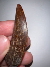 Load image into Gallery viewer, Large Carcharodontosaur Fossil Tooth 2.13 Inches No Repair
