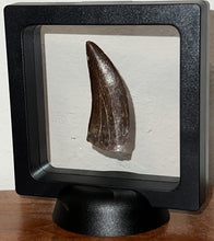 Load image into Gallery viewer, Large Carcharodontosaur Fossil Tooth 2.13 Inches No Repair
