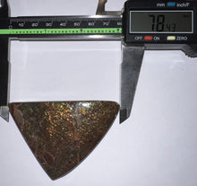 Load image into Gallery viewer, Ammolite Ammonite Gem Stone from Alberta 3.1 Inches
