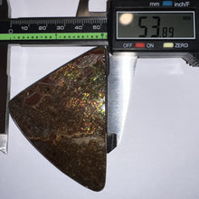 Load image into Gallery viewer, Ammolite Ammonite Gem Stone from Alberta 3.1 Inches
