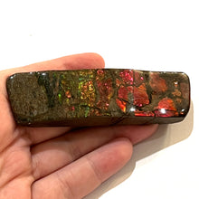 Load image into Gallery viewer, Ammolite Ammonite Gem Stone from Alberta 3.85 Inches

