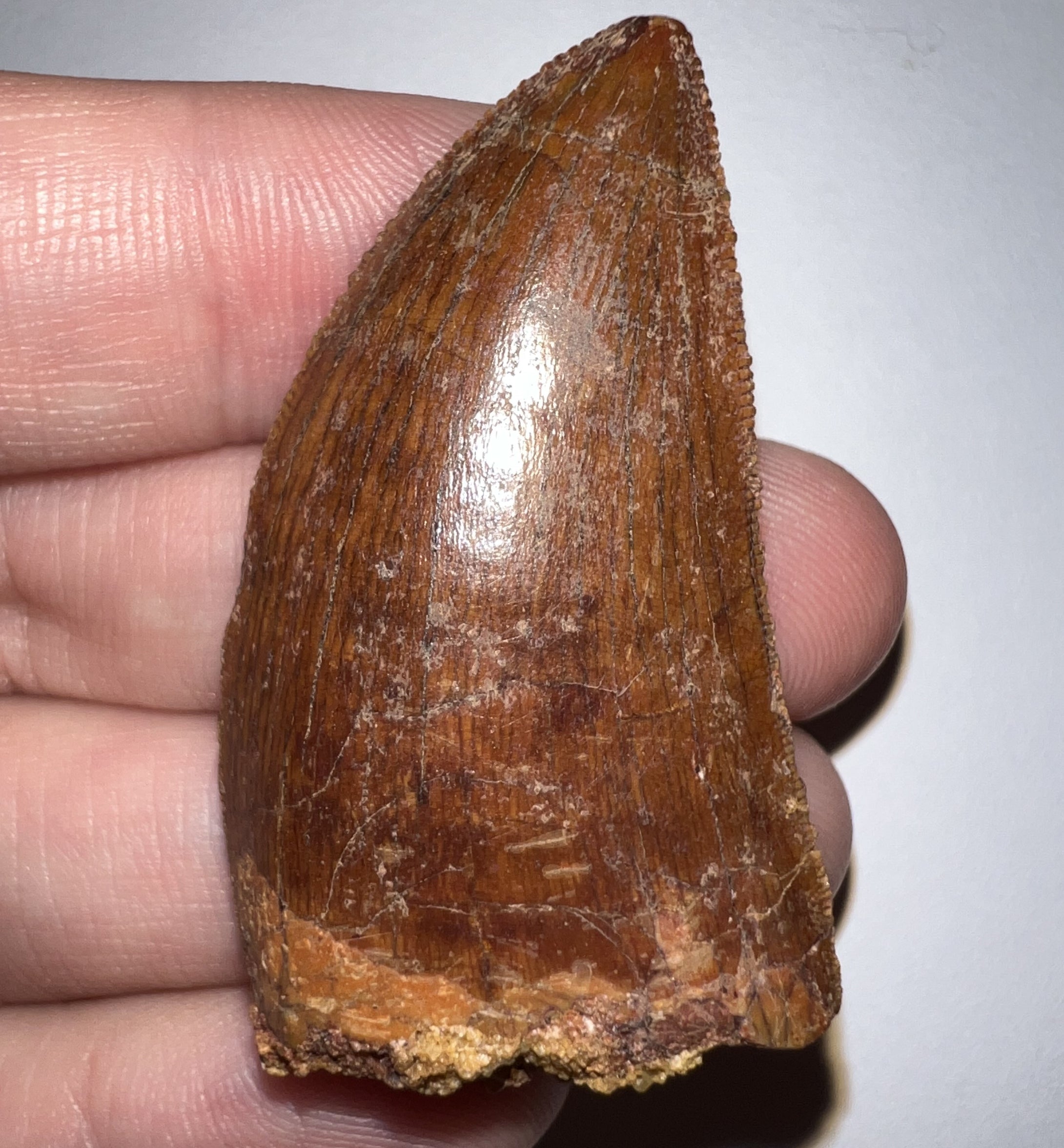 Carcharodontosaur Fossil Tooth 1.85 Inches No Repair