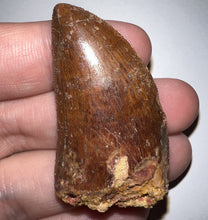 Load image into Gallery viewer, Carcharodontosaur Fossil Tooth 1.85 Inches No Repair
