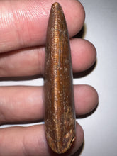 Load image into Gallery viewer, Carcharodontosaur Fossil Tooth 1.85 Inches No Repair
