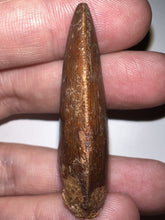 Load image into Gallery viewer, Carcharodontosaur Fossil Tooth 1.85 Inches No Repair
