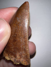 Load image into Gallery viewer, Carcharodontosaur Fossil Tooth 1.85 Inches No Repair
