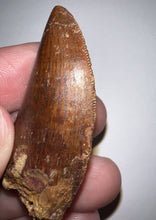 Load image into Gallery viewer, Carcharodontosaur Fossil Tooth 1.85 Inches No Repair
