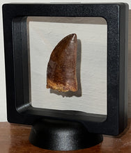 Load image into Gallery viewer, Carcharodontosaur Fossil Tooth 1.85 Inches No Repair
